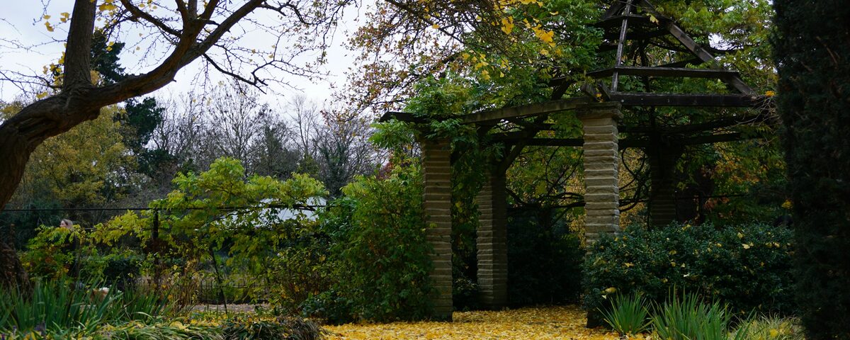Autumn trees and open grass in Peckham Rye Park