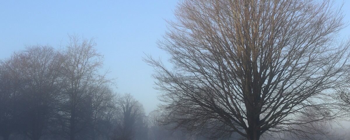 Bare trees in a foggy park at first light