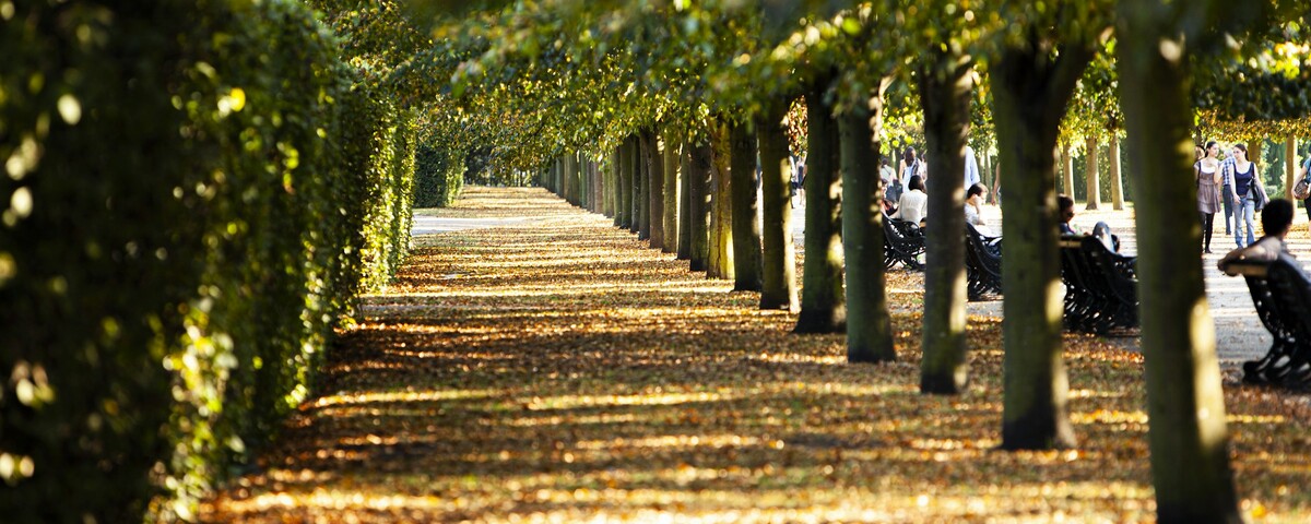 A sunlit path under trees, the ground covered in fallen leaves