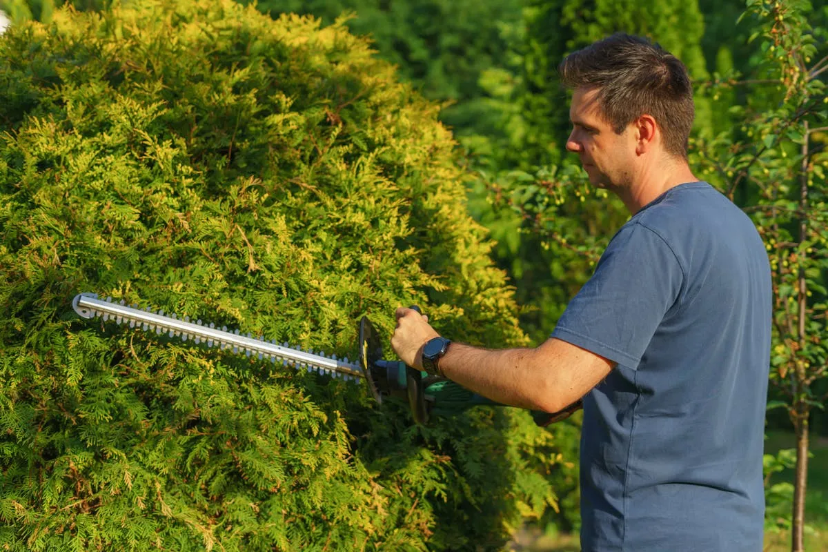 Professional gardener service in Wimbledon