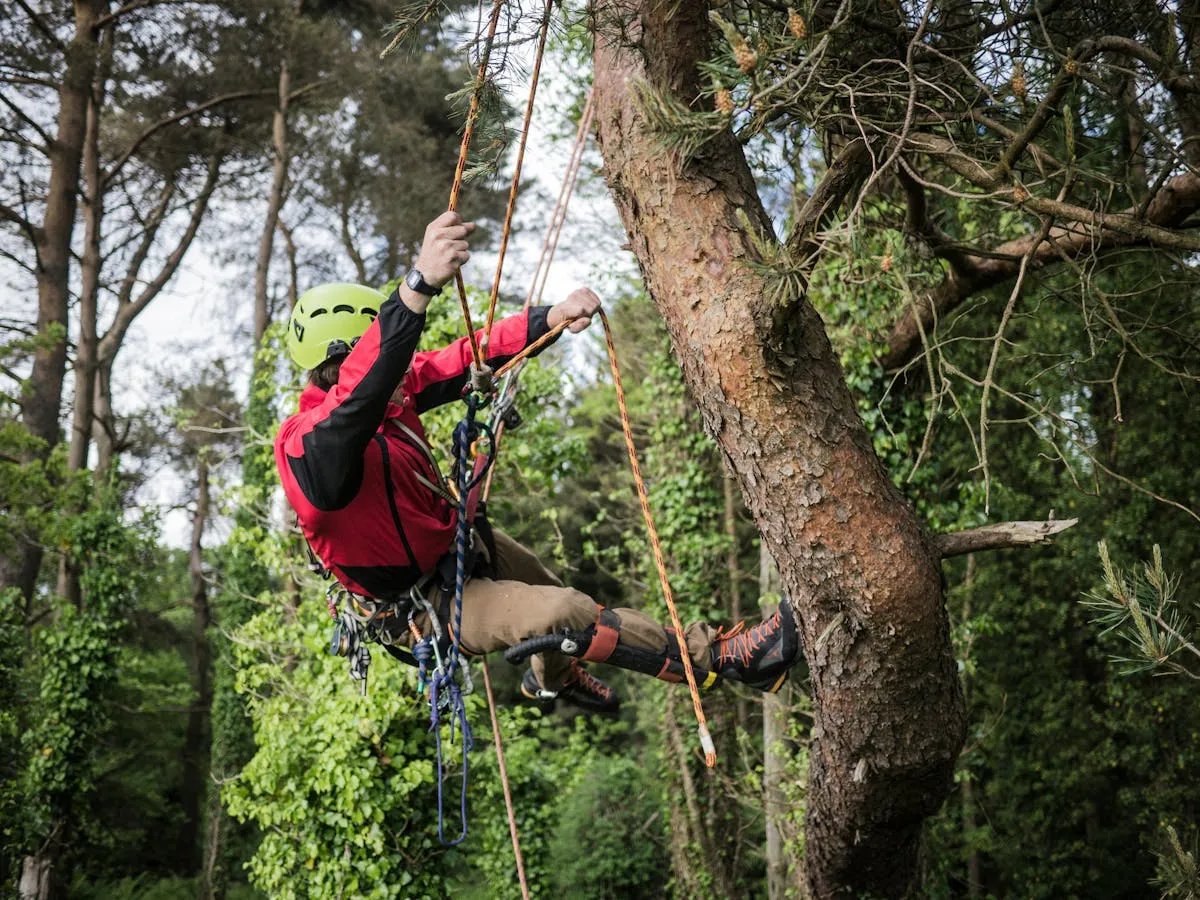 Professional tree-surgeon service in Surbiton